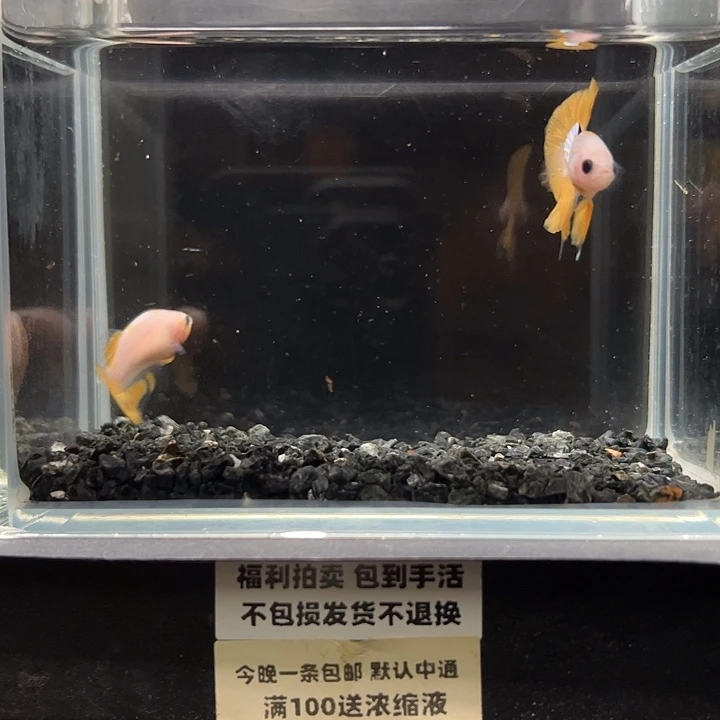 斗鱼竞拍跑单拉黑26日17+118