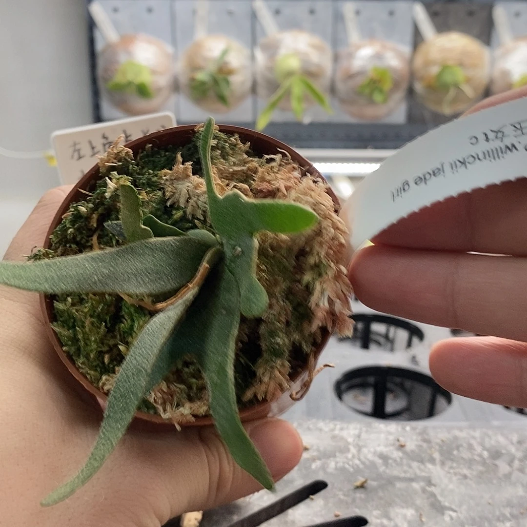 无花朵侏儒玉女鹿角蕨