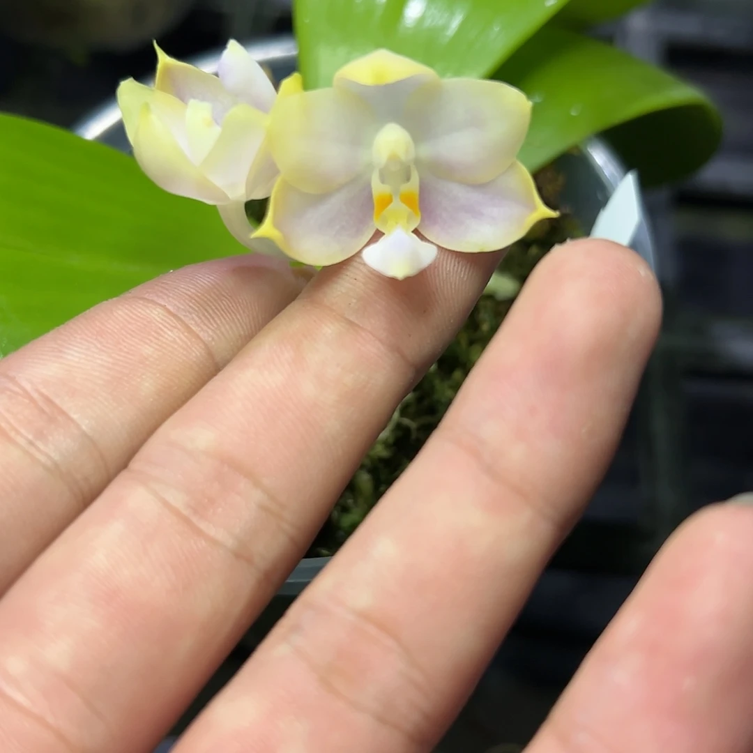 完全开放l216瑕疵三寸ys1209