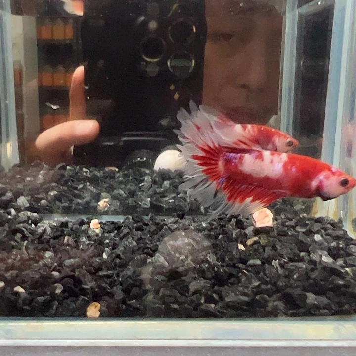 斗鱼竞拍跑单拉黑5日62