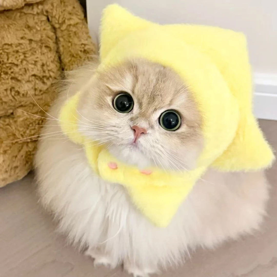 《太阳家的金渐层》猫咪活体链接
