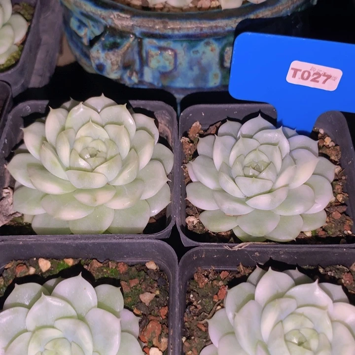 t027珍妮卖白瓷锦单