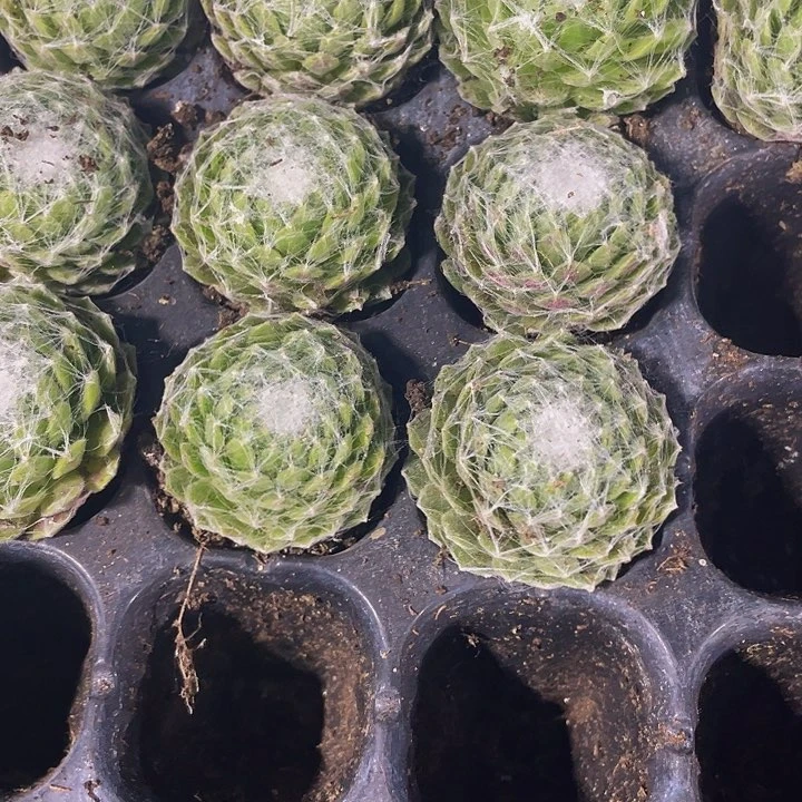 小猪丝卷卷1元带土