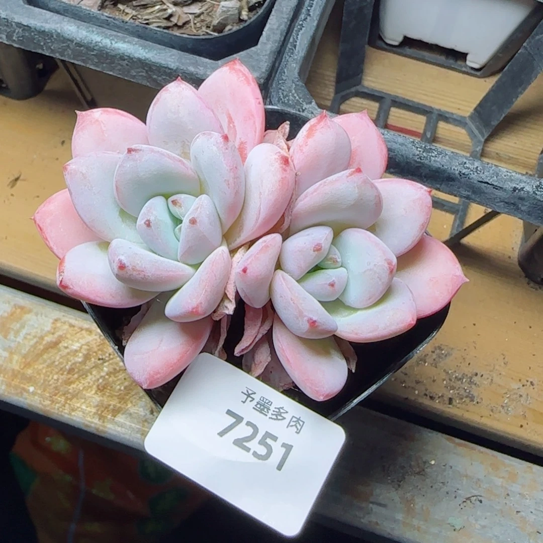 星星雪，7251多肉植物