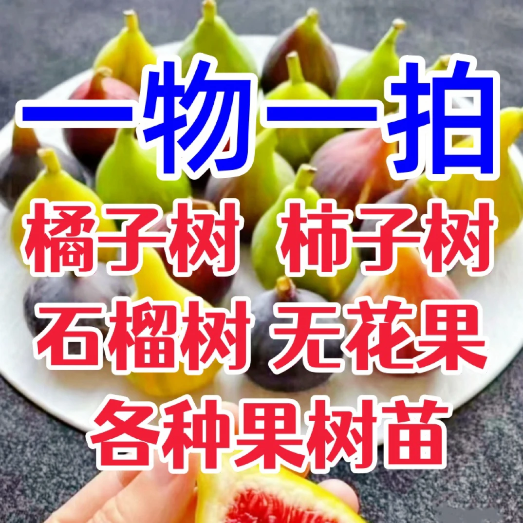 一物一拍链接各种果树苗专拍