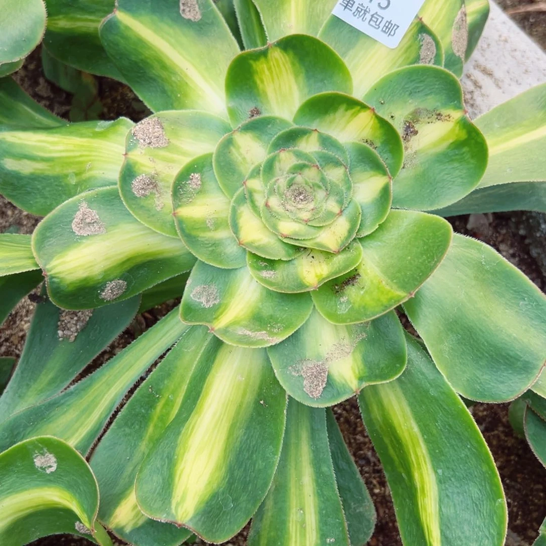 暴君多肉植物115