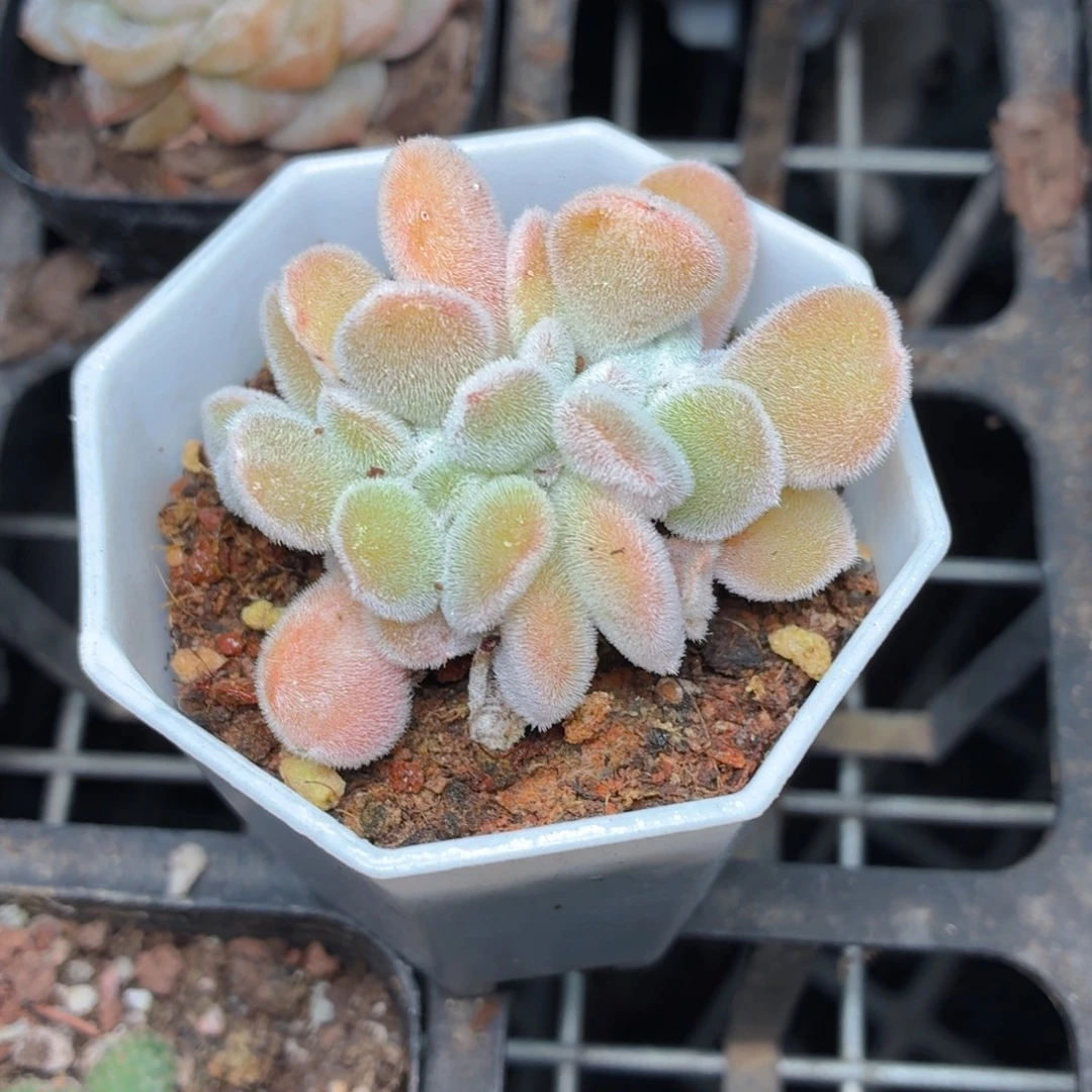 雪晃星缀化多肉9.9包邮发货