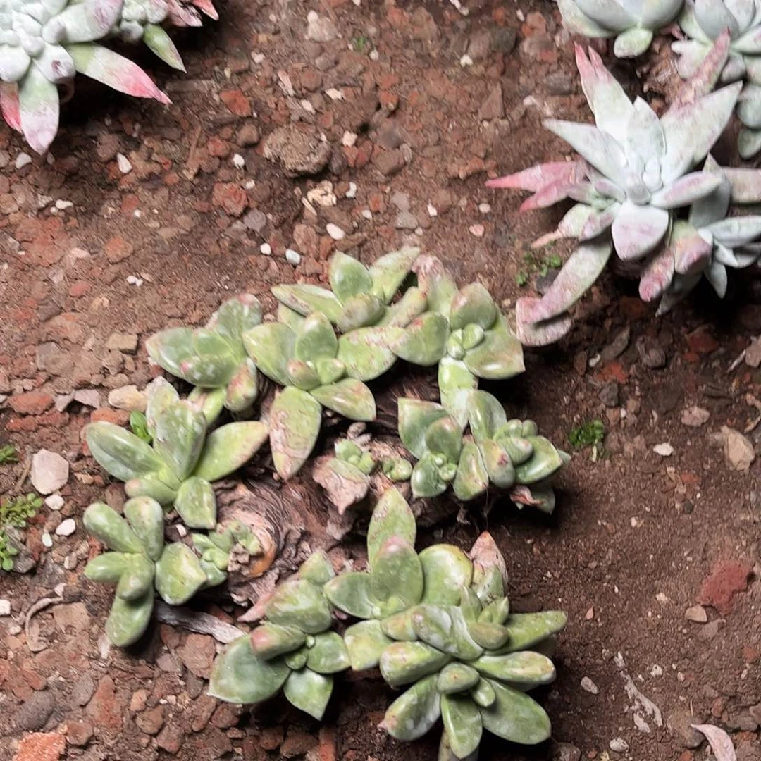 ?****?9469绿拇指杂交多肉