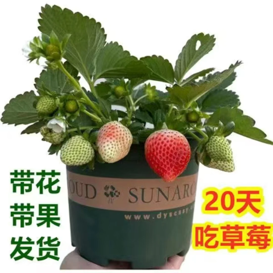 四季草莓苗一物一拍带土球发货