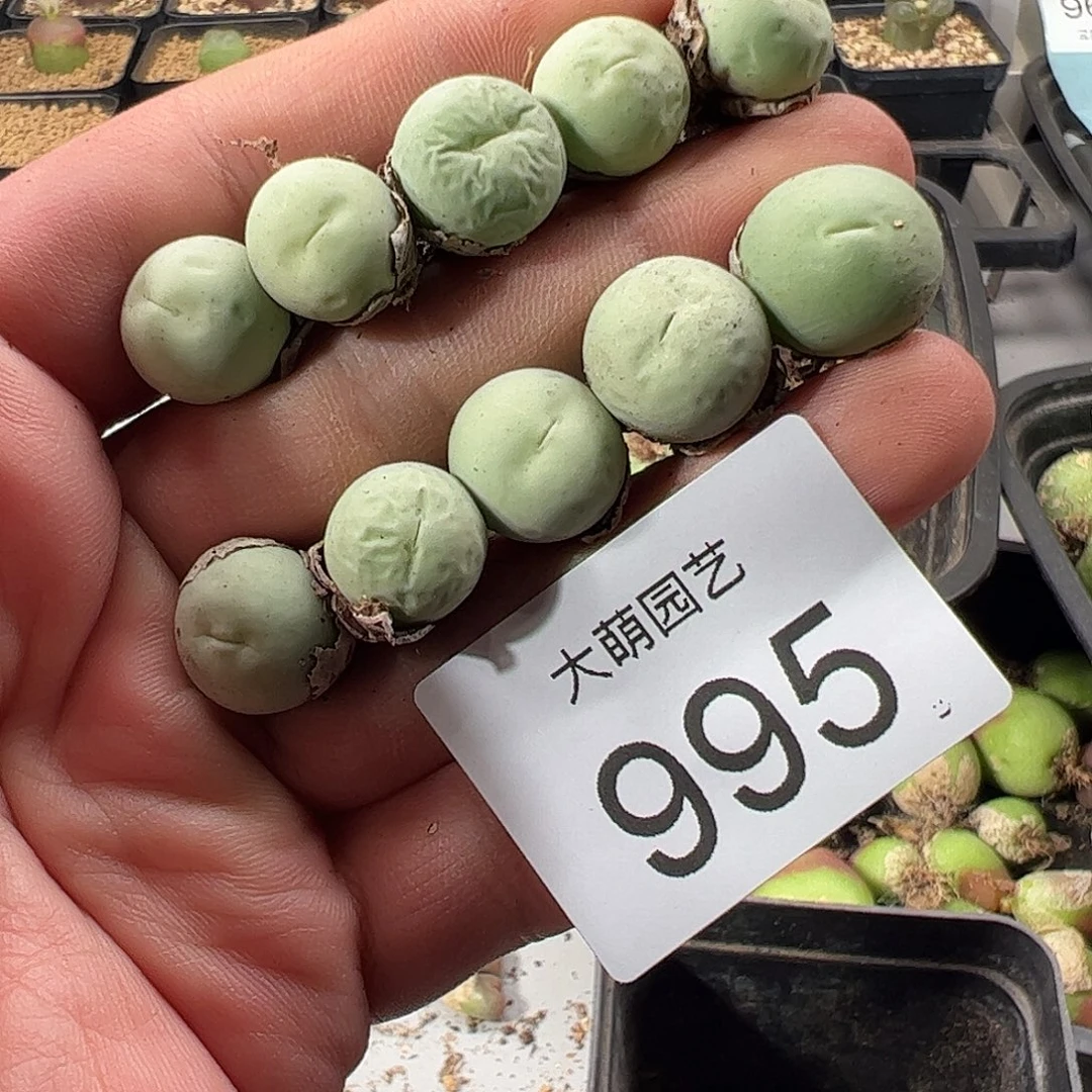 是***啦一物一拍。     995