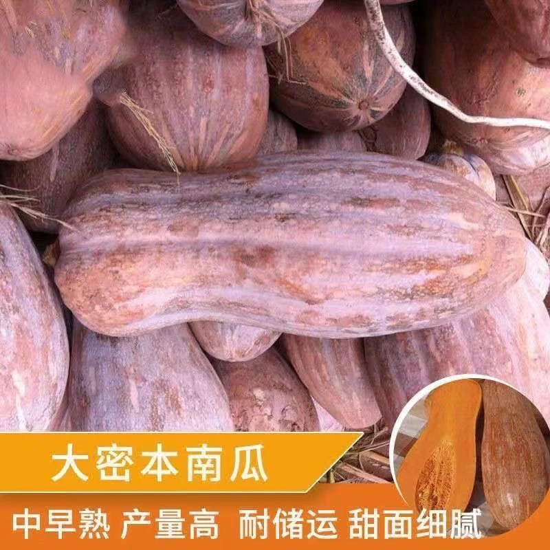 蜜本南瓜种子粉糯香甜肉细春夏秋四季蔬菜种籽大果早栗长密本种孑