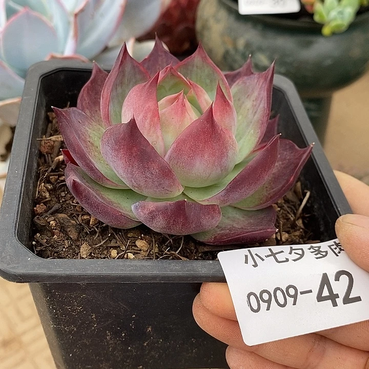 记得拍冷链惊鸿仙子42