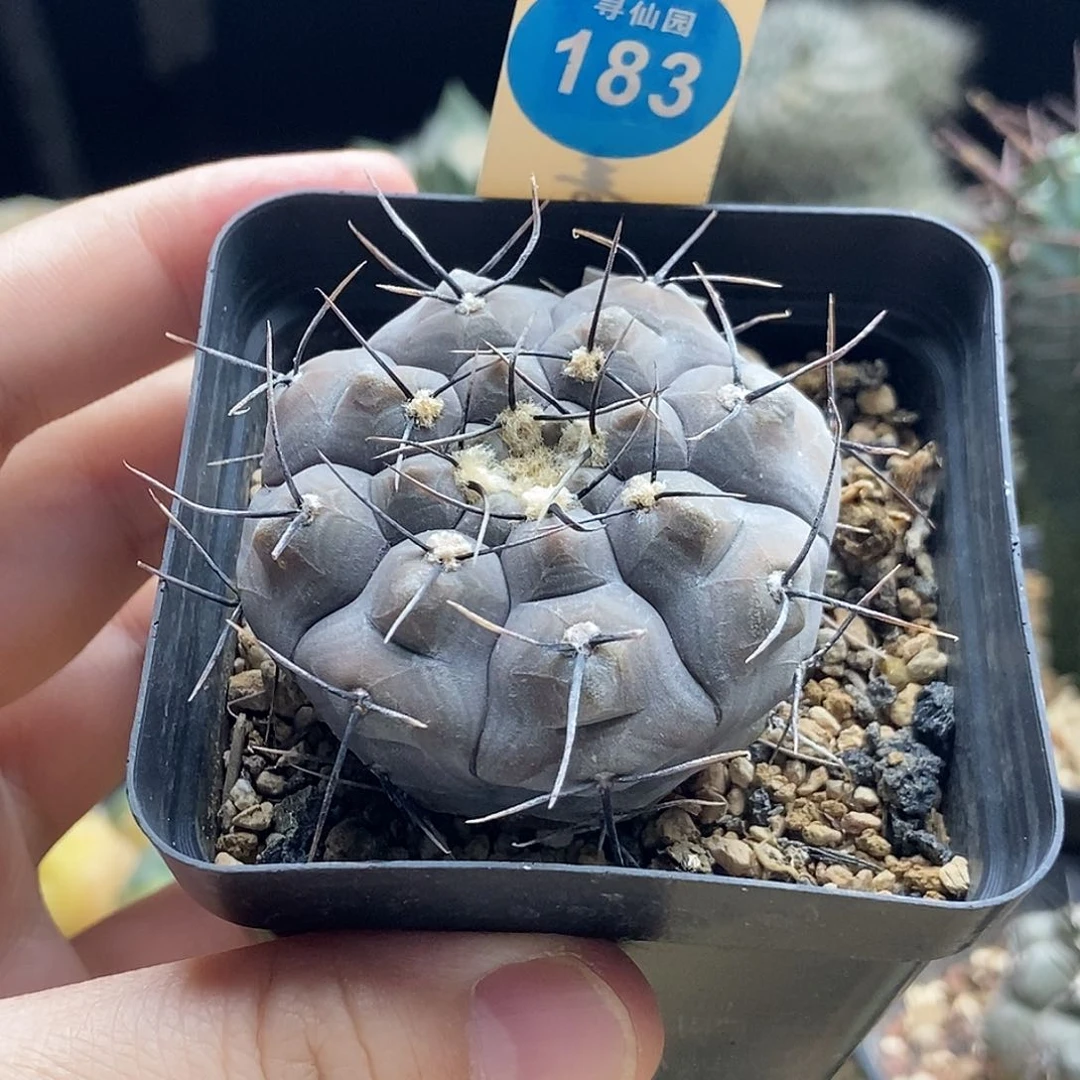 实生上蜡黑刺铅皮4.8cm