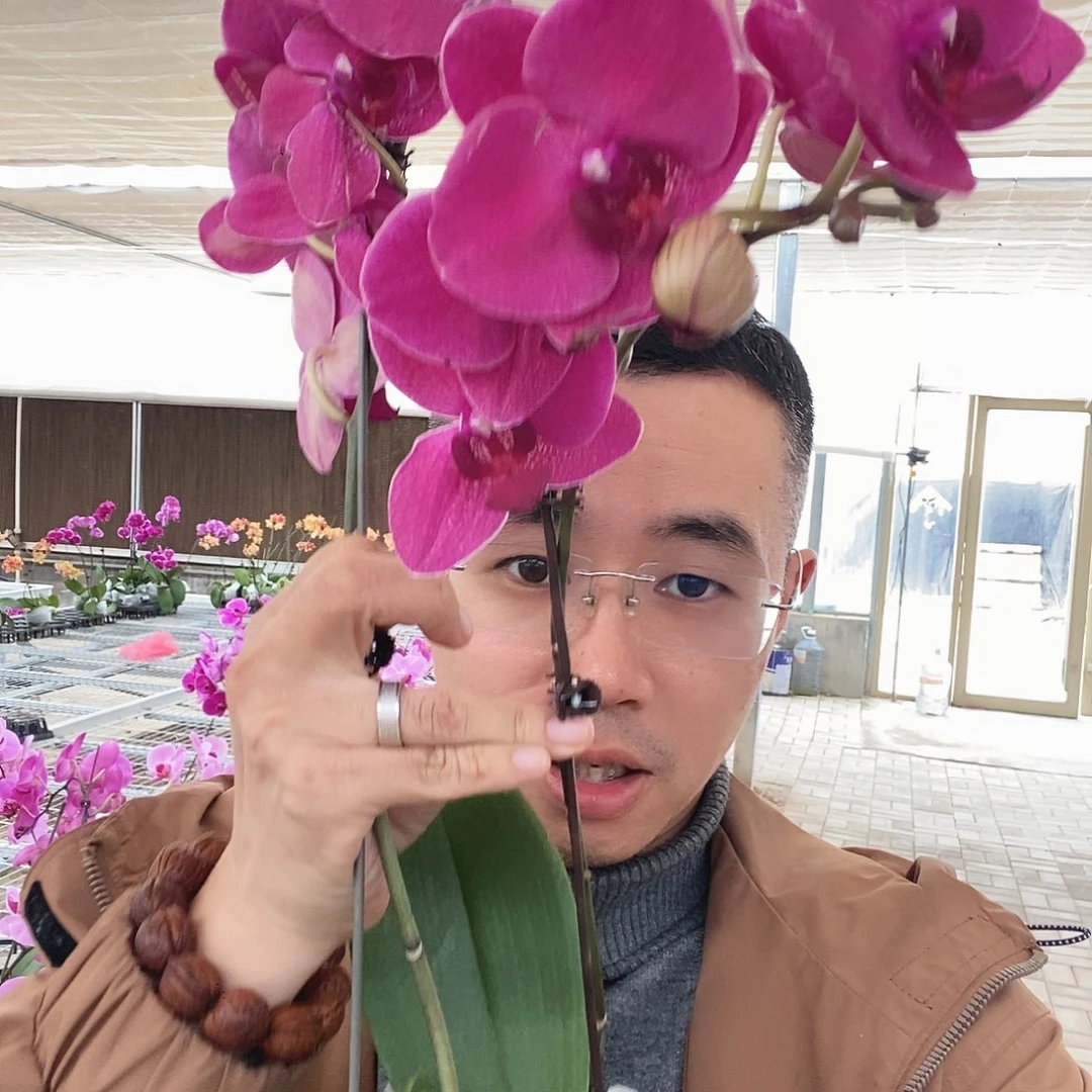 完全开放蒙特勒瑕疵两颗