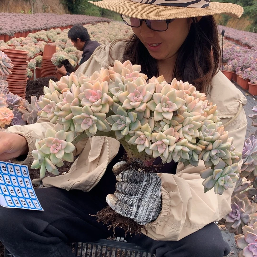 57 淡雪锦朵朵缀 一物一拍