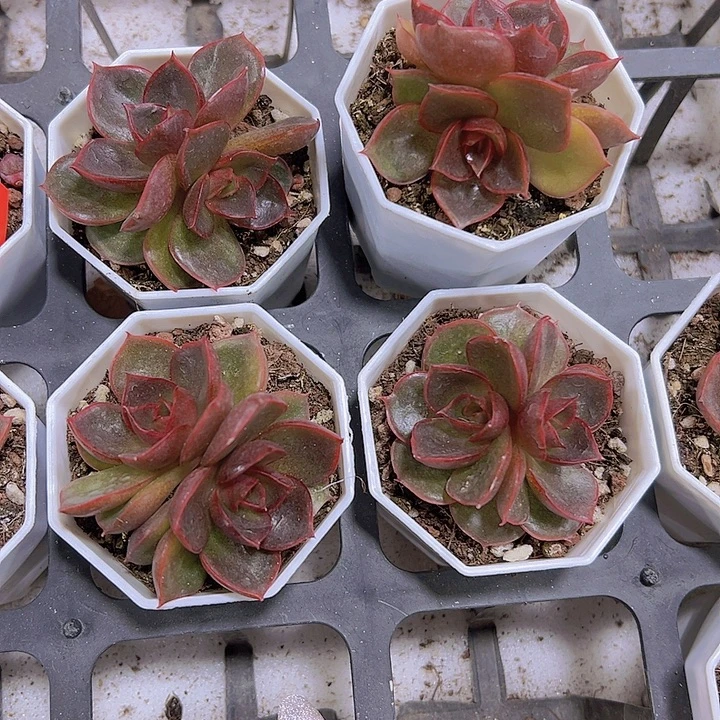 双头红灯19包邮多肉