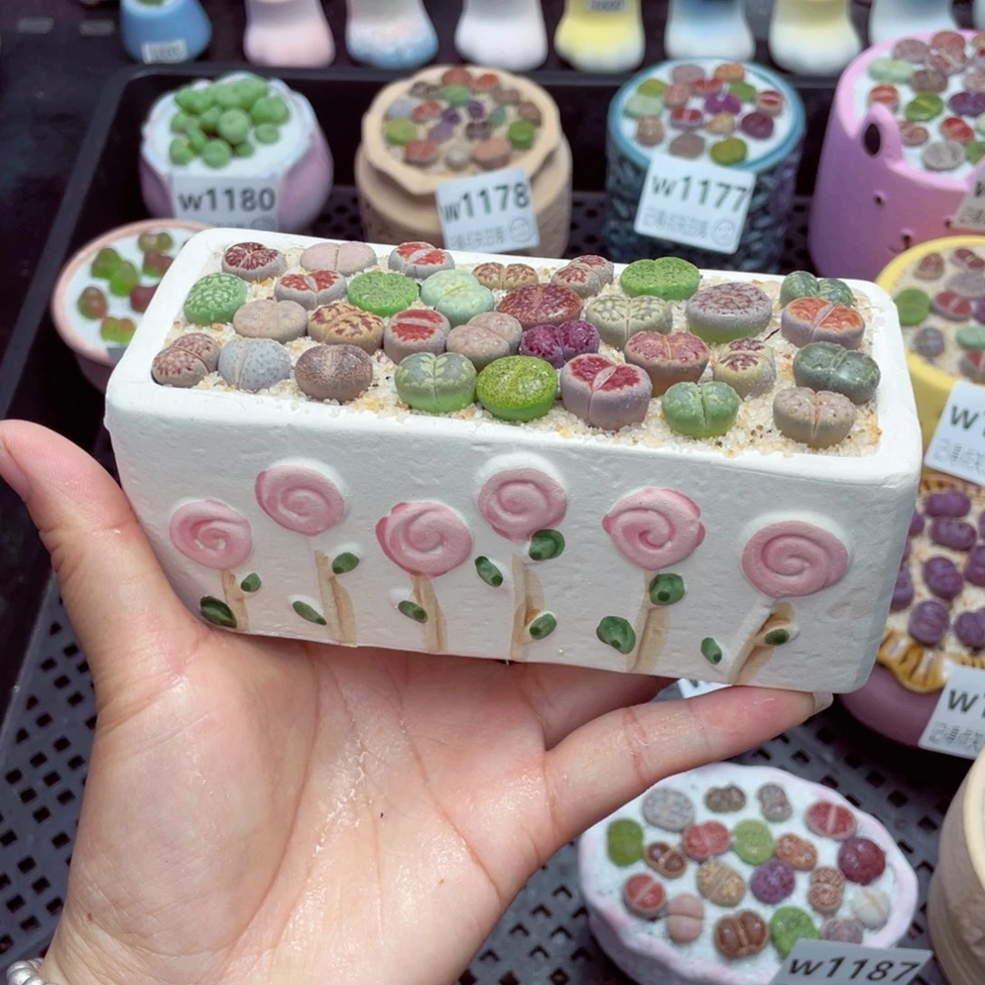 w1190 带盆土发货一物一拍