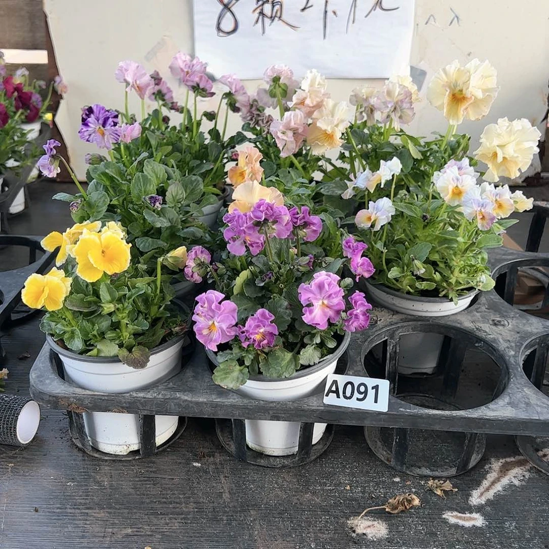 【闪购商品】091号