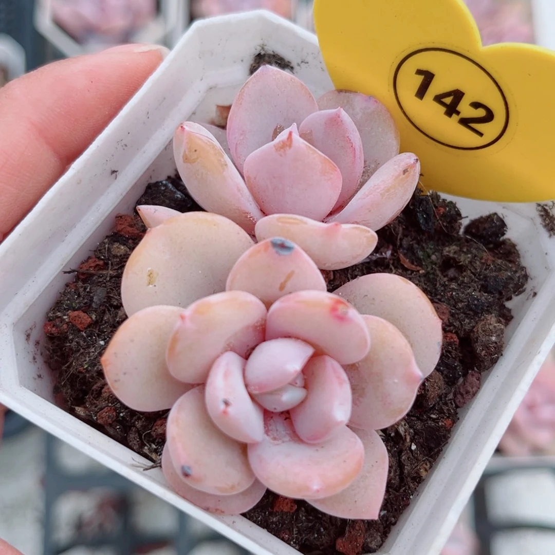 142号小老桩奶茶双头