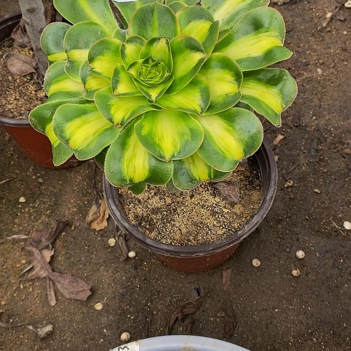 多肉植物暴君304多肉
