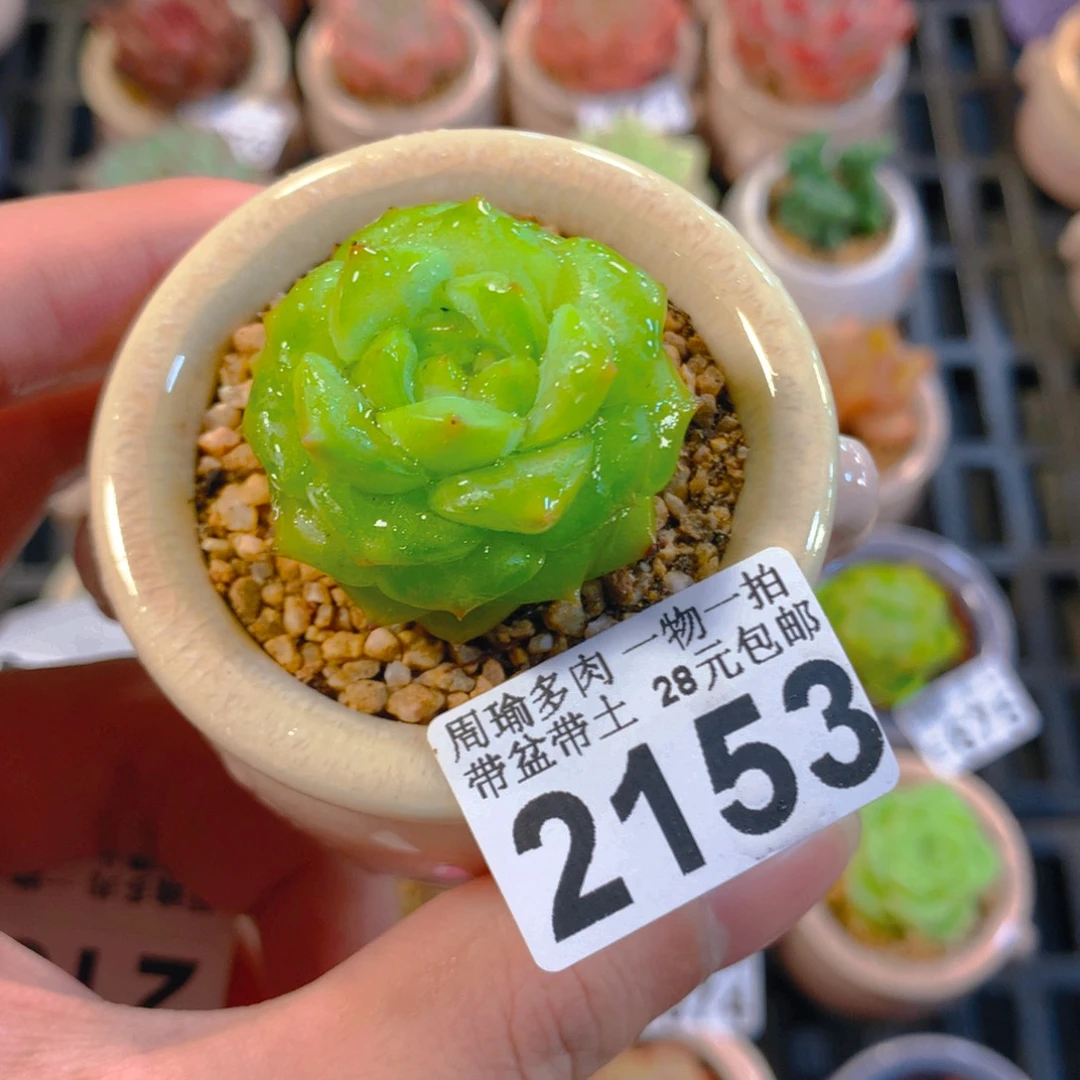 5厘米盆精控多肉2153