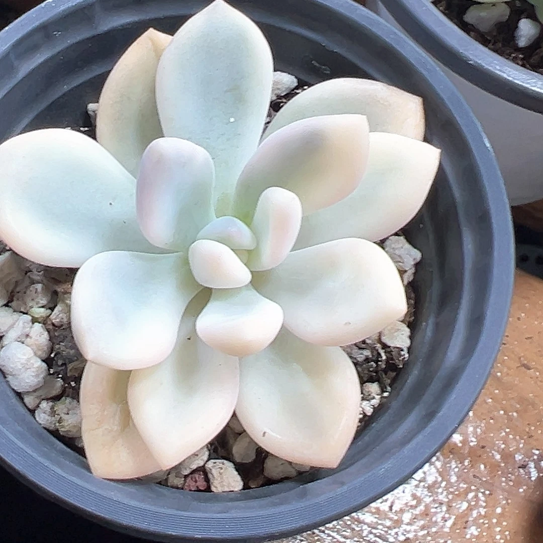 奥普锦 小方花圃一单包邮非偏远