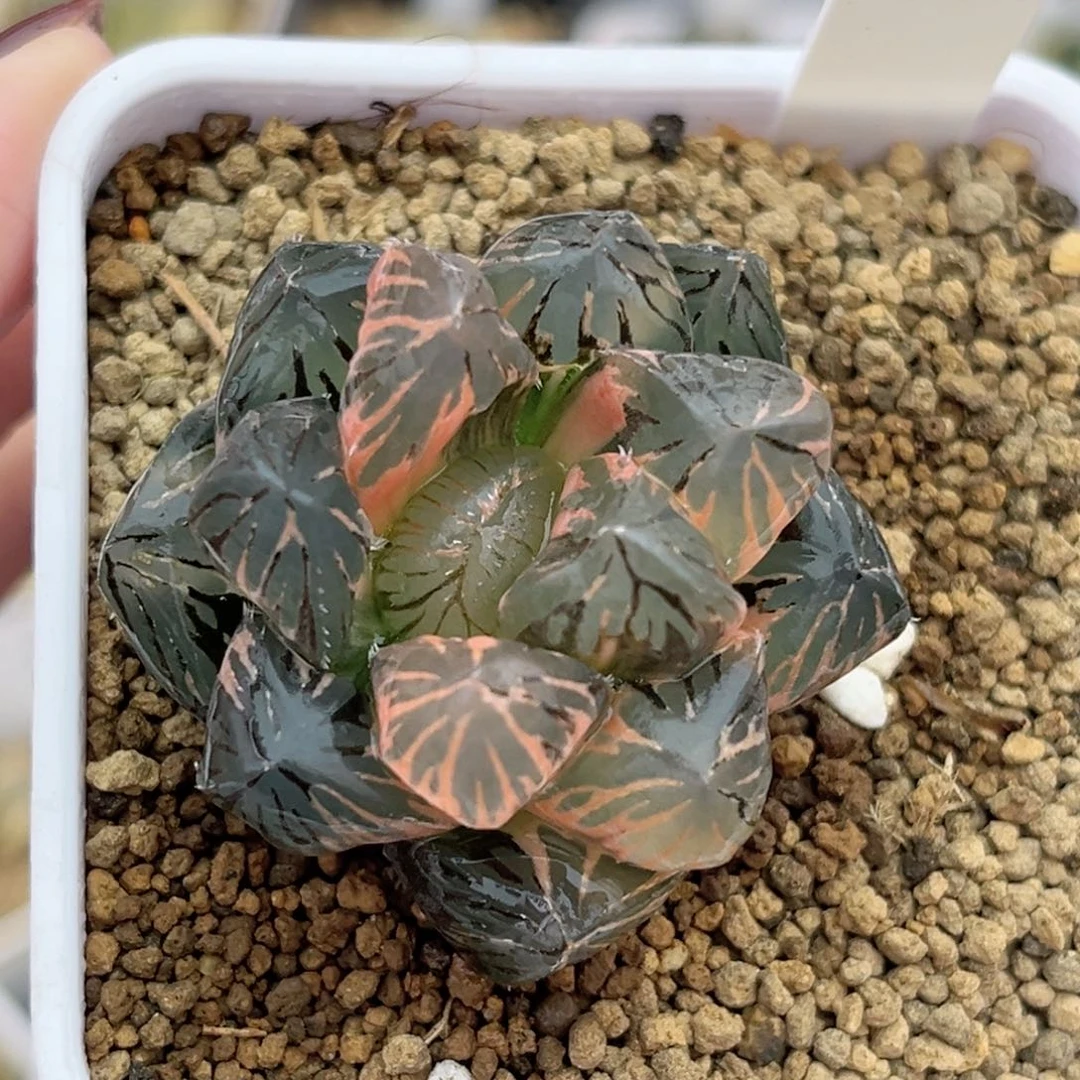 85紫王玉露锦福利专场