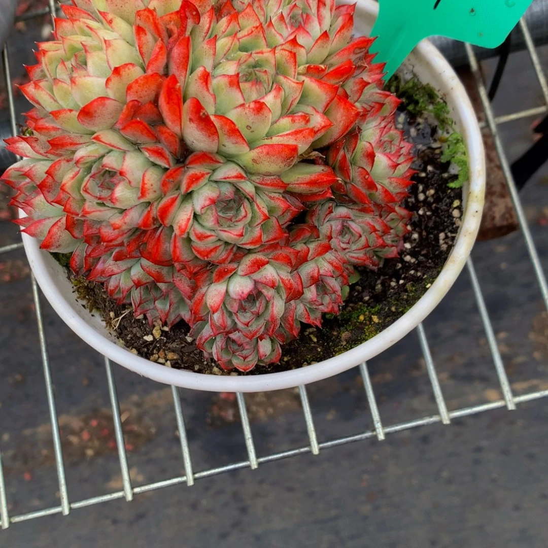 一物一拍1441-5-10