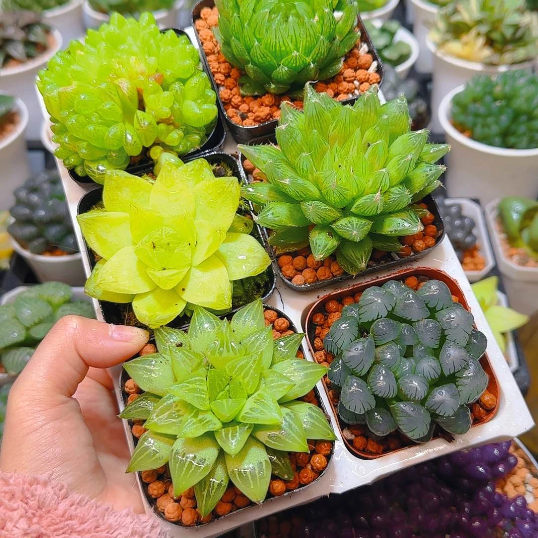 玉露六件套多肉，原盆