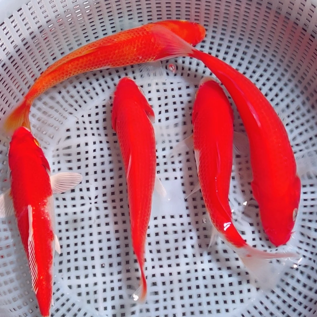 锦鲤锦鲤观赏鱼1111