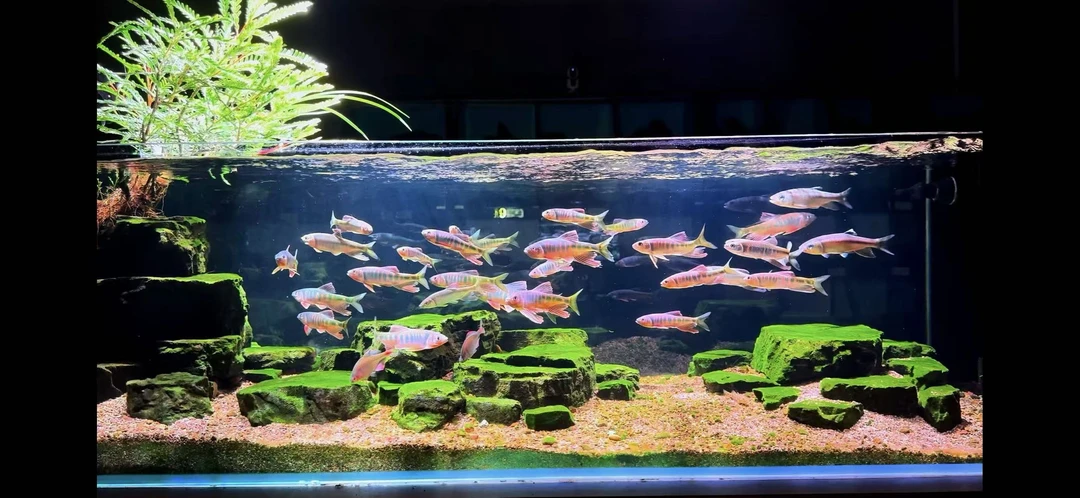 超白玻璃侧溢流底滤原生鱼造景溪流缸