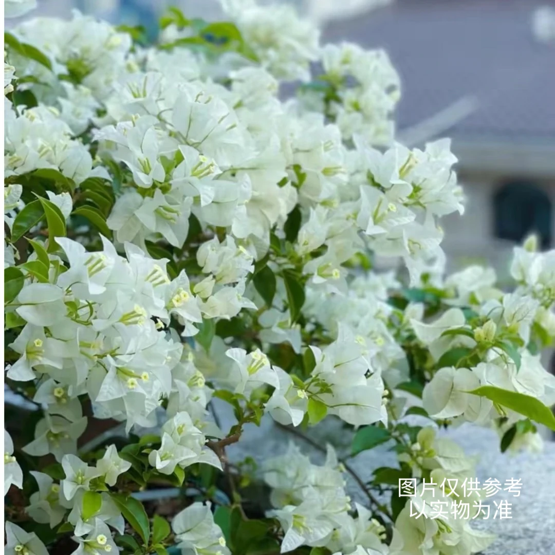 【白雪公主】三角梅一物一拍 带盆带土发货