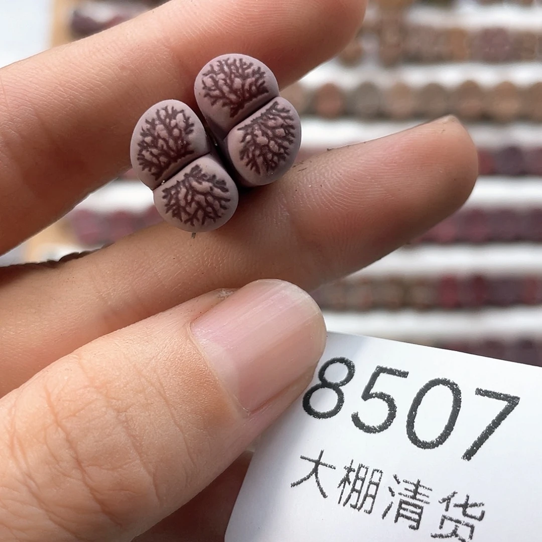 _***堡8507大棚清仓甩卖了