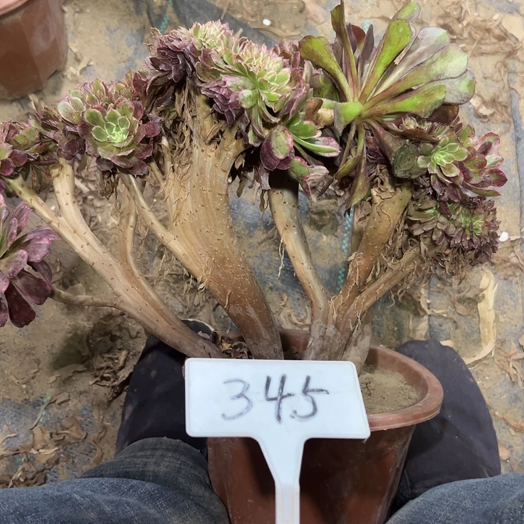 多肉植物水墨画一体化345