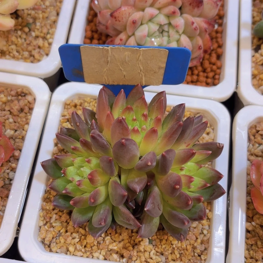 一****世我的小可爱们都好可爱