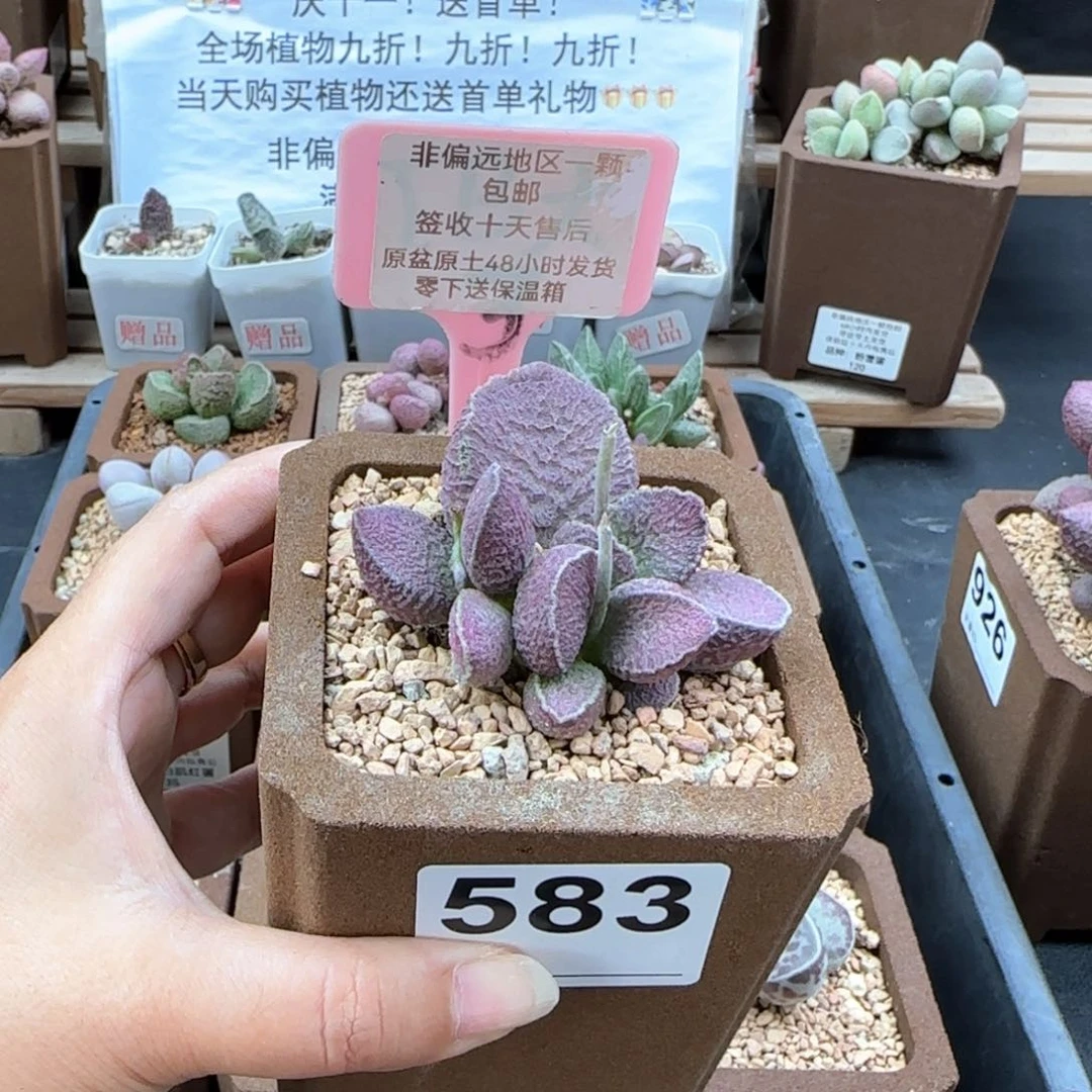 583哈莫猪肝微瑕多肉植物