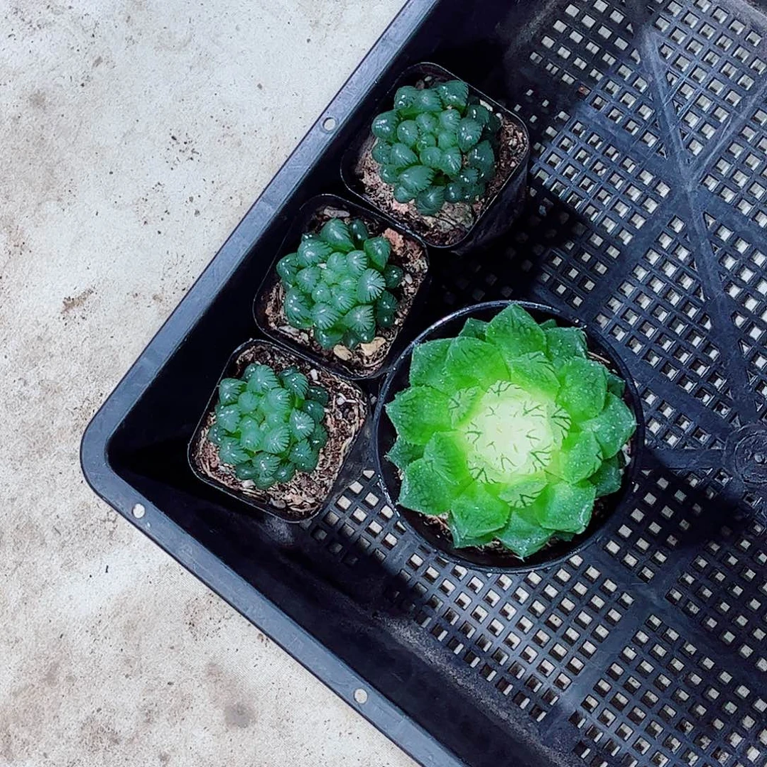 宝莲灯冰灯玉露小多肉