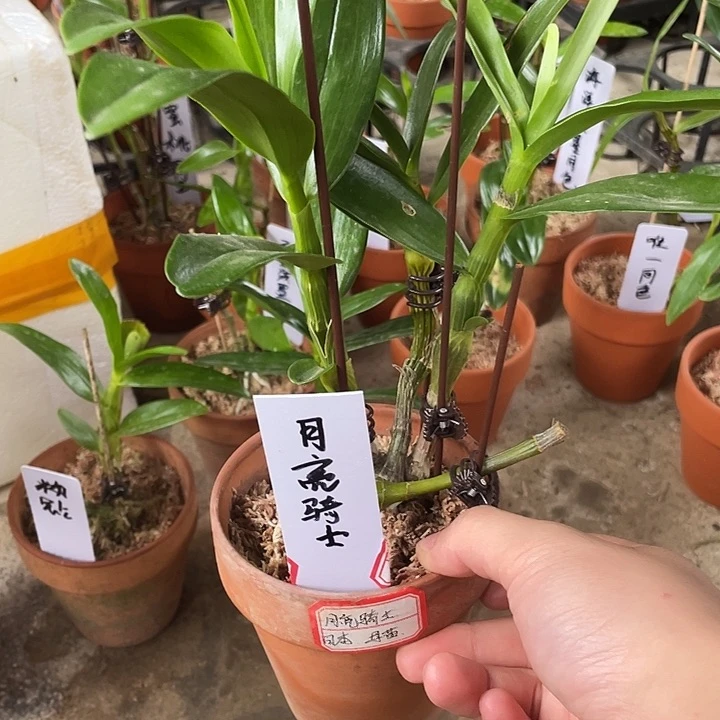 完全开放天鹅座 月亮骑士