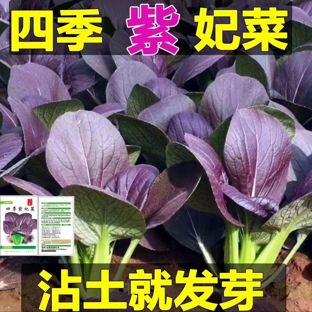 紫罗兰紫油菜种子耐寒耐热适合阳台盆栽四季可种蔬菜种苗四季秧苗