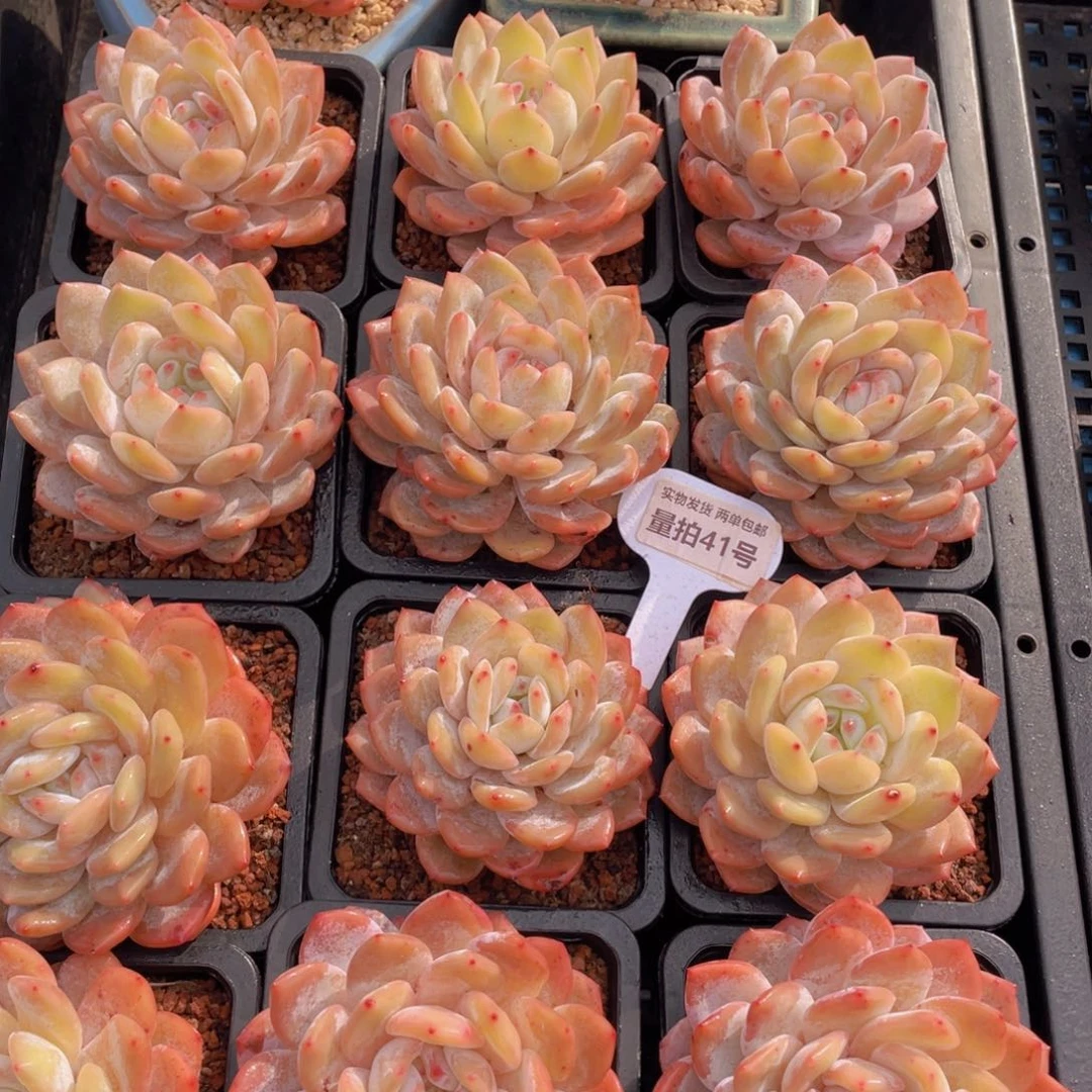 量拍41号果冻雪天使母本大单头一个