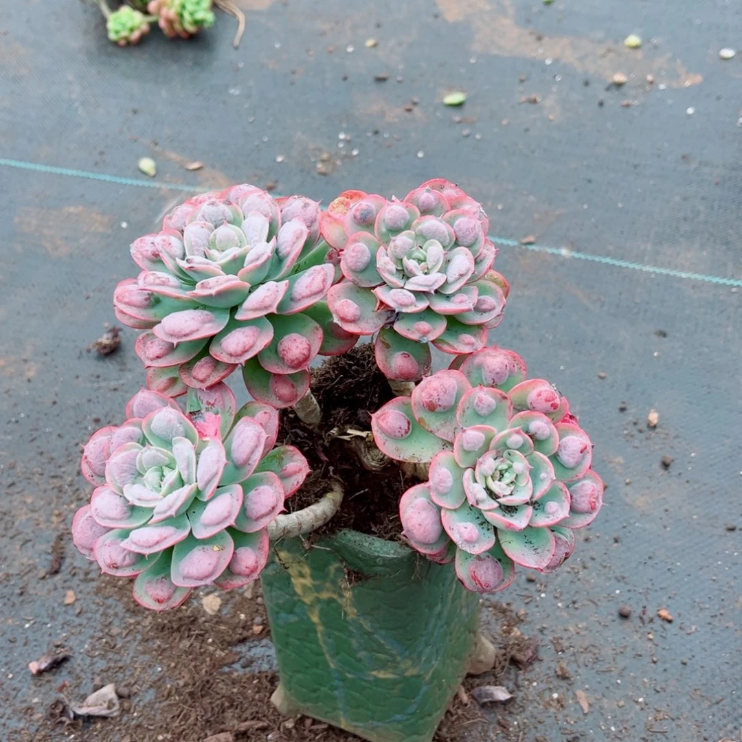 雨滴老桩一颗发货