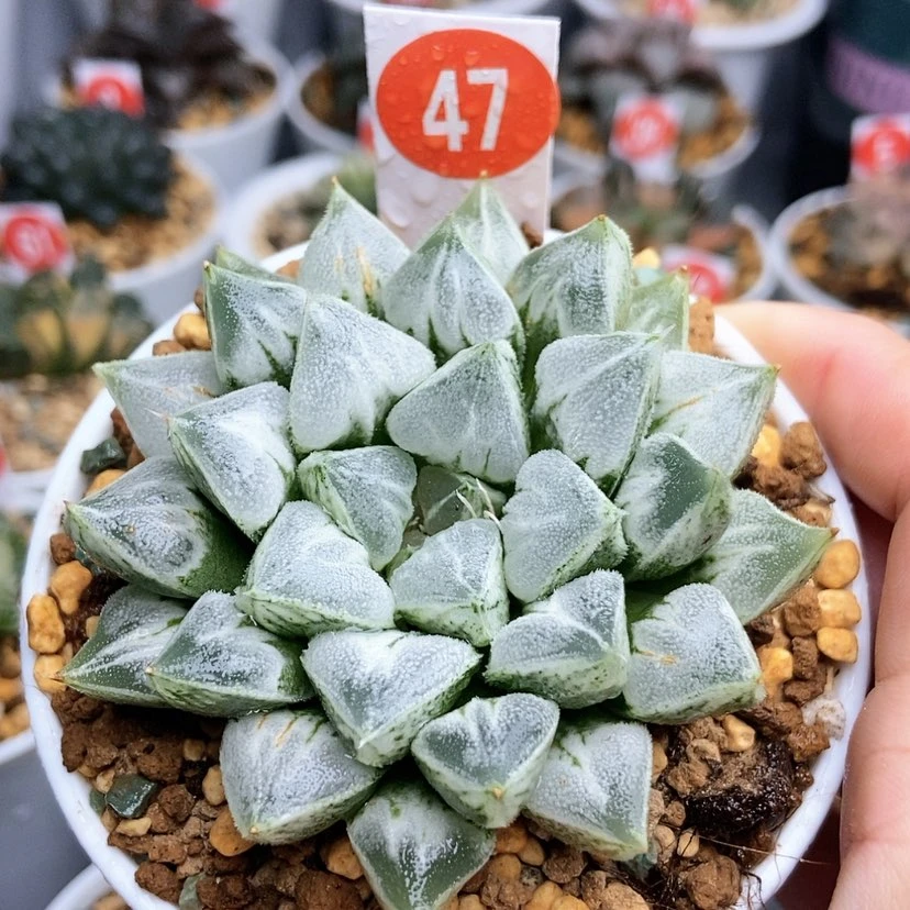 【闪购商品】47爱心寿