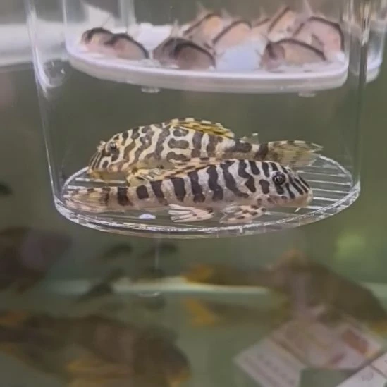 清道夫鱼黄金斑马种一对，包邮包路损