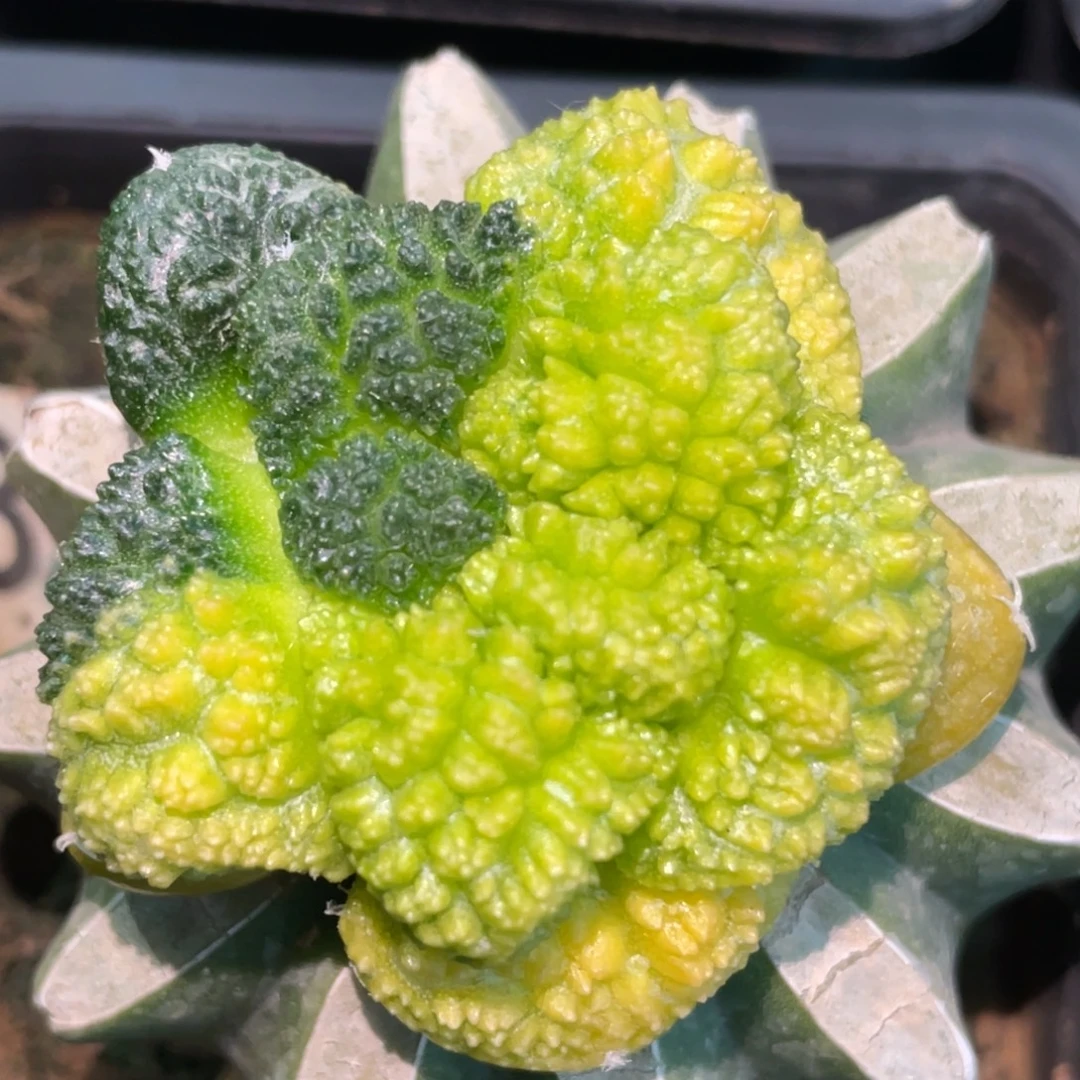 全部花朵牡丹锦438