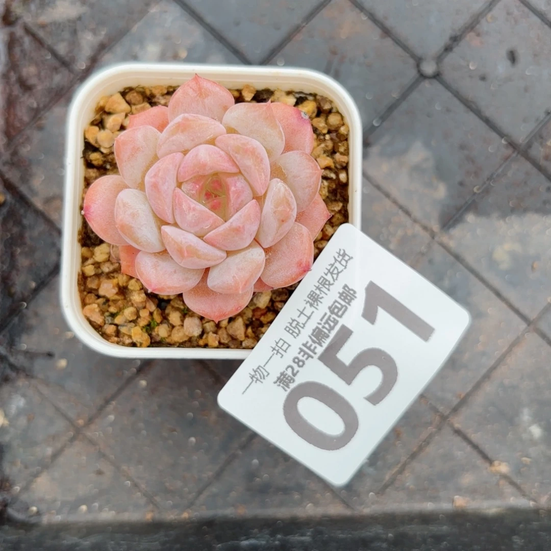 优选珍妮单头无盆土发货