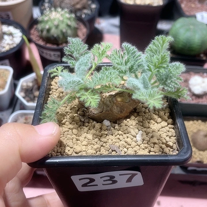 237羽叶杨葵块根植物