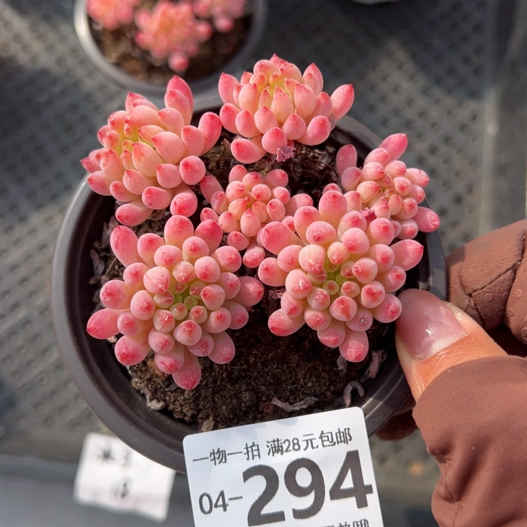 枫*烟花多多肉多肉多肉多肉