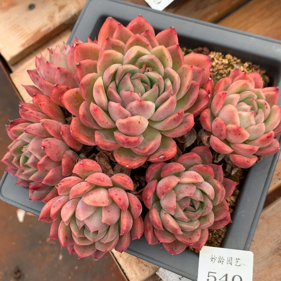 540杂交多肉老桩16冠