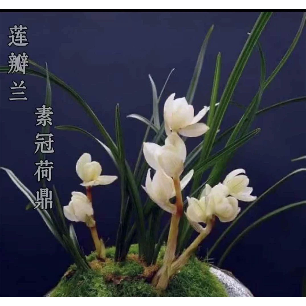 【素冠荷鼑】莲瓣兰名品 国兰苗 花开浓香 好养易活 对版人工种植