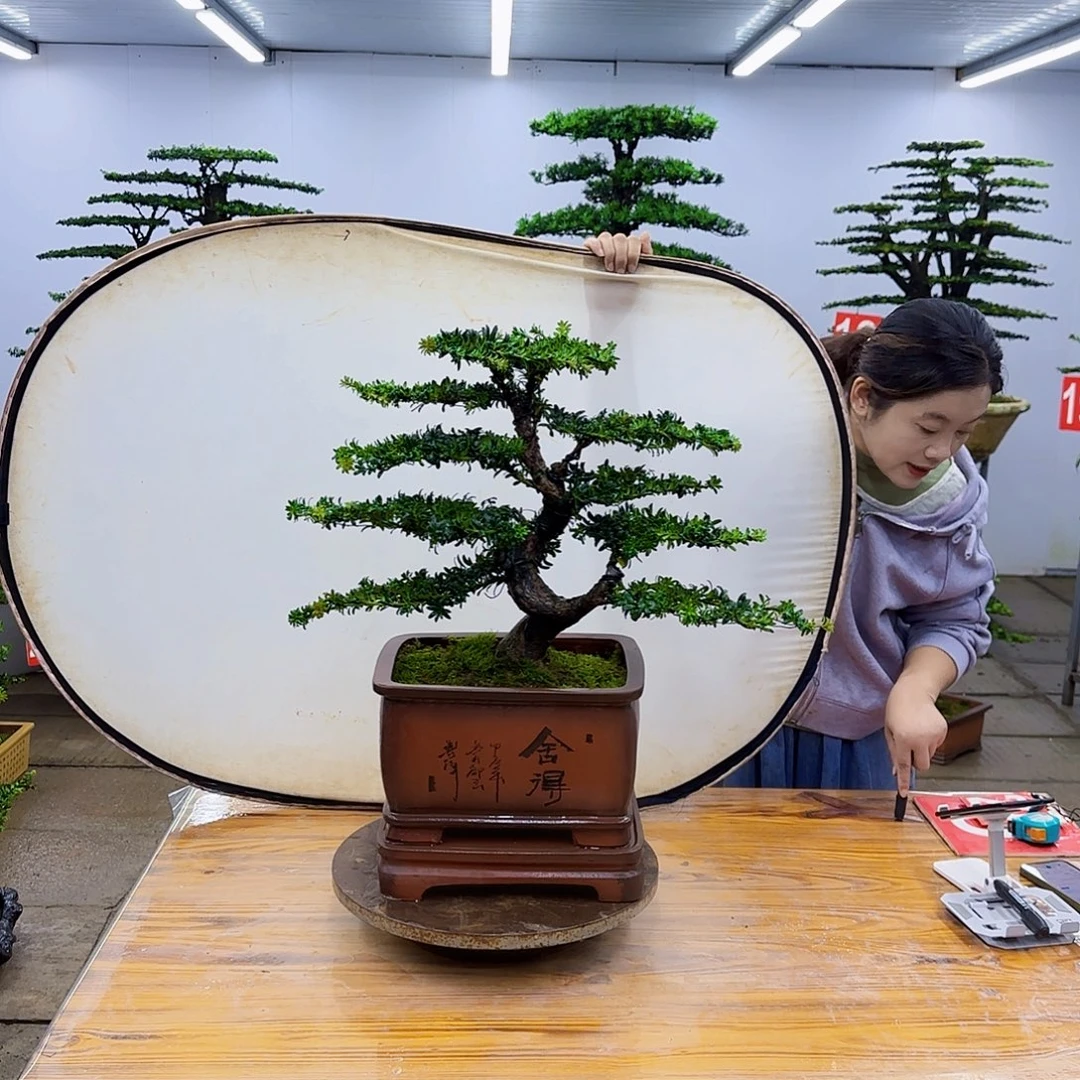 无花朵盆景直播间一物一拍